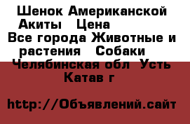 Шенок Американской Акиты › Цена ­ 35 000 - Все города Животные и растения » Собаки   . Челябинская обл.,Усть-Катав г.